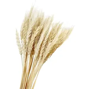 Высокое качество, оптовая продажа, натуральная пшеничная трава для поделок, декор для мероприятий и других украшений из сушеных цветов для свадебного украшения