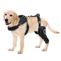 Attelle de genou articulée respirante et réfléchissante réglable pour chien, avec harnais de soutien articulaire orthopédique pour l'extérieur, vente en gros