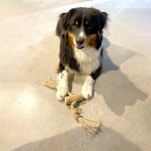 Café juguete de madera WoodDog masticar forma de hueso/Natural ecológico café madera perro masticar palos juguetes para mascotas - Product Image 6