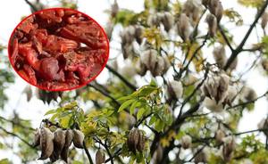 Goma Kapok Seca para Uso en Postres, Rebanadas y Hebras de Goma Vegetal Natural de Vietnam - Product Image 6