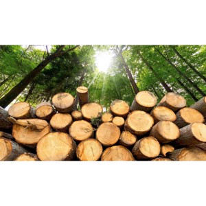 Bois de charpente haute résistance séché au four pour poutres, treillis et projets de charpente - Product Image 3