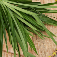 Haut Pandanus Amaryllifolius du Viet Nam Feuilles de Pandanus fraîches Feuille de Pandan congelée