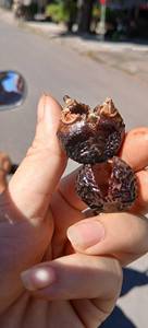 Nuez de jabón de Vietnam (Sapindus) /Frutas orgánicas de soapberry de proveedor de confianza - Product Image 3