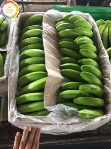 Plátanos Frescos, la Mejor Opción al por Mayor para Compradores Saudíes que Buscan Fruta Tropical de Vietnam por 99 Gold Data - Product Image 2