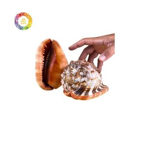 Conchas pulidas Cypraecassis rufa | Hermosas conchas marinas para ARTE Y EXHIBICIÓN - Product Image 2