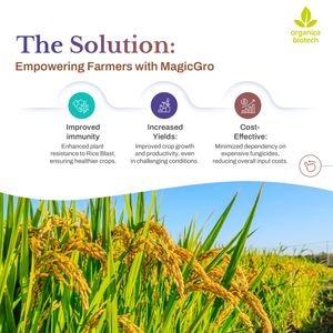 Meilleur produit agricole MagicGro Plus Promoteur de croissance du riz - Product Image 4