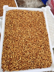 Bolsa seca de crisálida de gusano de seda congelado de la mejor calidad, almacenamiento de estilo gluten, pupas de gusano de seda secas, ÁNGULO - Product Image 5