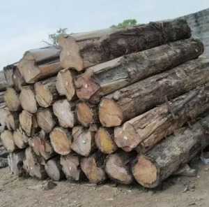 Grandes quantités de bûches de bois de sapele pour les menuisiers et les projets - Product Image 4