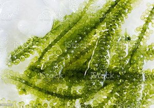 สาหร่ายทะเลอบแห้งออร์แกนิคธรรมชาติ ของขวัญอันล้ำค่าจากท้องทะเล สาหร่ายทะเลรับประทานได้ สาหร่ายทะเลสีเขียว สาหร่ายทะเล ราคาดีที่สุดสำหรับการส่งออก - Product Image 4