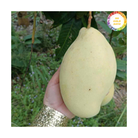 Vietnam Oorsprong Verse Mango Van Hoge Kwaliteit Rijp Mango Fruit Perfect Voor Dessert Gebruik Sapproductie En Voedselbereiding