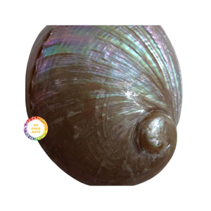 หอยเป๋าฮื้อคุณภาพสูงส่งออกเปลือกหอยเป๋าฮื้อสีขาวและเขียวธรรมชาติสำหรับการค้าระดับโลก - Product Image 5