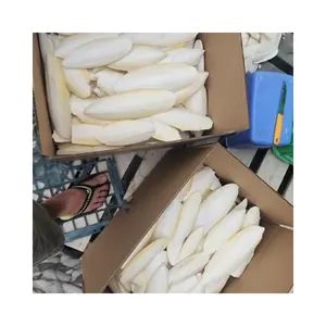 Top Sale Vietnamese Dried Natural White Cuttlefish Bone Bird Food Squid Bone Cuttle Fish Bones Nutrition Supplement for Birds