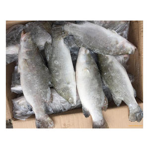 Barramundi surgelé de qualité supérieure disponible en gros à un prix d'usine compétitif - Product Image 3