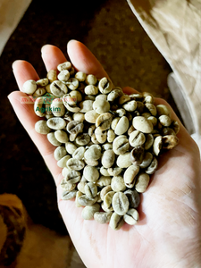 Grains de café Robusta vert de haute qualité G1 16 écran certifié ISO goût amer 60kg sac de jute AGRIKIM marque Vietnam Dak Lak - Product Image 4