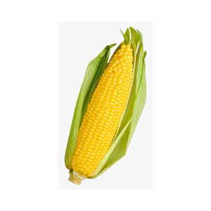 Maíz Amarillo Glutinoso Seco a Granel para Consumo Humano - Product Image 3