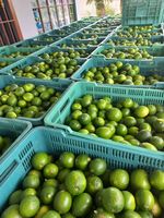 Citron vert frais de haute qualité en vrac, sans pépins, naturel, du Vietnam, 6 cm, 0,1 kg, durée de conservation de 12 mois