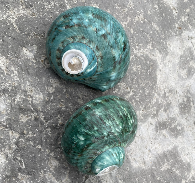 มีสีเขียวขุ่น