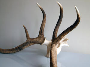 เขากวางสีแดงเขากวางเขากวางเขากวางแดงเขากวางธรรมชาติ - Product Image 5