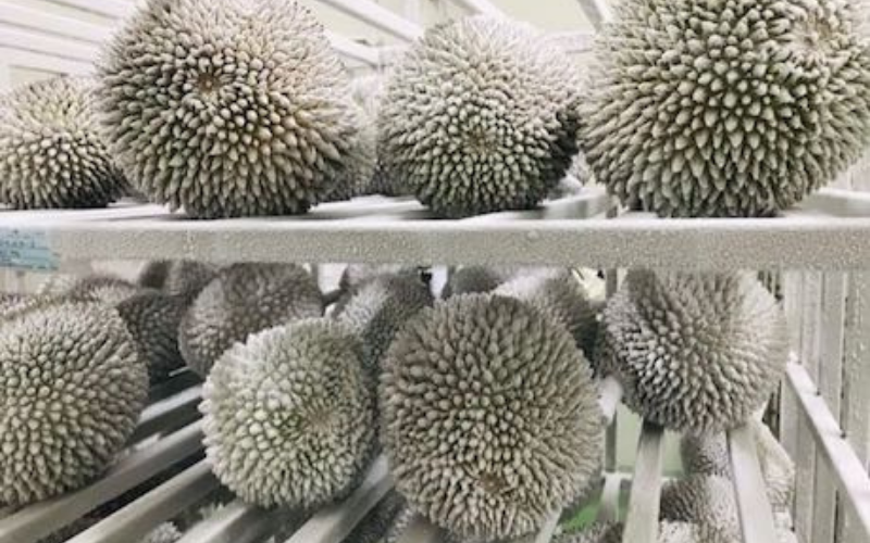 FROZEN DURIAN WHOLE PIECE RI6 FROM VIETNAM