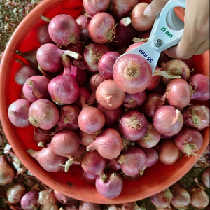 Cebollas Rojas indias frescas 100% de calidad premium seleccionadas a mano y aromáticas para ingredientes de cocina disponibles a un precio asequible - Product Image 4