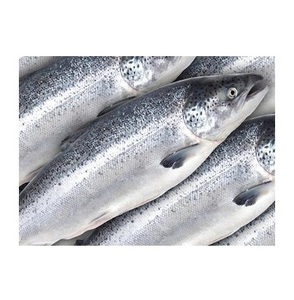ซื้อปลาแซลมอนแอตแลนติกสดออนไลน์ - Product Image 6