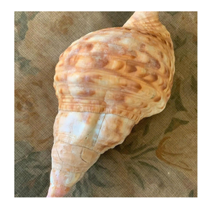 Trompeta única Triton Shell de Vietnam exportada por 99 Gold Data para Shell Art y Trumpet Triton Shell Display - Product Image 1