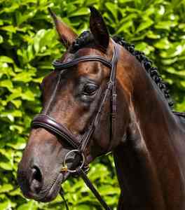 Bridon de cheval en cuir premium 2026, robuste, design selle anglaise, idéal pour l'équitation en plein air, équipement équestre, service OEM - Product Image 4