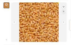 Top Qualité Grain De Blé En Gros Haut Fabricant Nouveau Meilleur Matériel Avec Pas Cher - Product Image 5