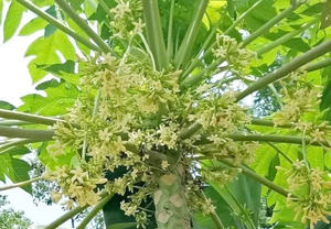 Flores de papaya secas premium-Suministro natural, orgánico y a granel - Product Image 3