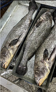 Marisco fresco congelado piscicultura marrom croaker da <span class=keywords><strong>China</strong></span> eviscerado escala 4-8kg Poisson venda para exportação - Product Image 6