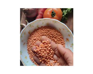 High Quality Organic Red <b>Lentils</b> / Split Red <b>Lentils</b> Available for Sale at Low Price - Product Image 5