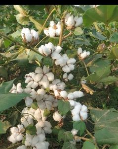 Alimento Nutritivo de Calidad para Animales, Harina de Pescado para Caballos, Cerdos, Perros y Peces - Suministro a Granel de Grado Premium - Product Image 2