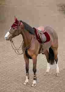 ผ้าคลุมหูม้าแบบถักโครเชต์ น้ำหนักเบา ระบายอากาศได้ดี ซักได้ สำหรับแบรนด์อุปกรณ์ขี่ม้า ขายส่ง - Product Image 2