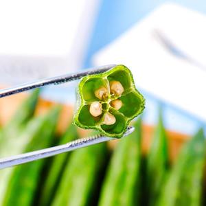 Approvisionnement direct en usine en collation de gombo séchée saine en vrac quantité de chips de légumes à saveur naturelle - Product Image 6