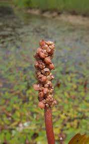 Semilla Pondweed - Product Image 2