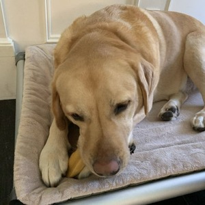 犬のためのヒマラヤヤクチーズ犬のチーズの御馳走