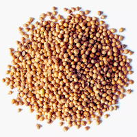 Vente en gros de graines de légumes mélangées pour jardin, persil, bambou noir, qualité alimentaire, prêtes à l'emploi, marque GTSA, Limpopo Afrique du Sud 12-18