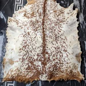 Estas pieles parecen ser pieles de animales naturales, posiblemente de cabra o vaca, utilizadas para hacer cueros de tambor. - Product Image 2