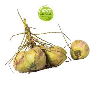 มะพร้าวสดจากธรรมชาติรสชาติธรรมชาติผลิตภัณฑ์ทางการเกษตรเวียดนามเพื่อประสบการณ์ที่สดชื่น - Product Image 5