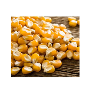 Maíz amarillo seco orgánico para alimentación animal - Product Image 1