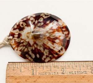 เปลือกหอยหัตถกรรมเปลือกหอยเปลือกหอยเปลือกหอยเปลือกหอยเปลือกทะเลขนาด6-8ซม. สำหรับเป็นของที่ระลึกเปลือกหอย Limpet ชายฝั่งชุดเปลือก Limpet จากประเทศเวียดนาม - Product Image 3