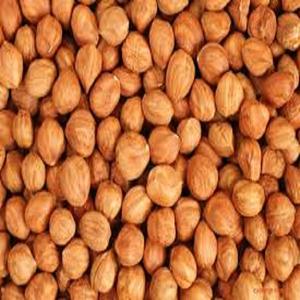 Noix de hêtre bio 100% naturelles, torréfiées et séchées, à prix avantageux, de haute qualité, pour la transformation alimentaire (chocolat et graines) - Product Image 5