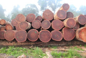 Nhà cung cấp tốt nhất của Top Grade phi <span class=keywords><strong>tali</strong></span> gỗ các bản ghi/Gỗ gỗ các bản ghi/tự nhiên <span class=keywords><strong>tali</strong></span> rừng có sẵn trong giá bán buôn - Product Image 2