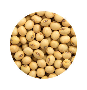 Soja Qualité Supérieure Haricot Jaune Graines De Soja Commune Congelées - Product Image 6