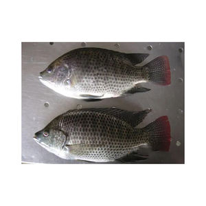 Tilapia entera congelada, marisco envasado a granel para hoteles - Product Image 1