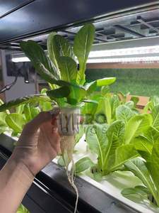 Systèmes hydroponiques haute performance et tours aéroponiques pour la production de légumes en intérieur - Product Image 2