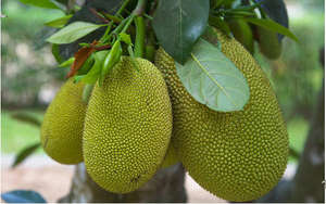 Prêt à expédier Fruit du jacquier congelé/fruit du jacquier du Vietnam de meilleure qualité avec quantités en vrac grossiste vietnamien - Product Image 6