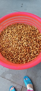 Púas de Gusano de Seda Congeladas de Origen Vietnamita - Product Image 3