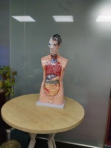 โมเดลลำตัวสำหรับทุกเพศ85ซม. ชิ้นส่วนบนร่างกายมนุษย์โมเดลร่างกายมนุษย์23ส่วน - Product Image 4