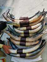 Cornes de taureau décoratives faites à la main en corne de buffle, taureau monté en provenance d'Inde, en vente en gros au prix de gros par HAND MADE CRAFT Sale